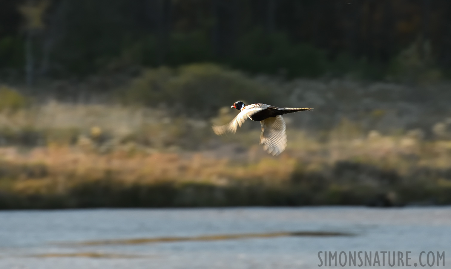 Phasianus colchicus [400 mm, 1/250 Sek. bei f / 8.0, ISO 1600]